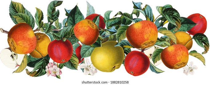 Antique Botanical Apple Fruit Border Arrangement With Yellow And Red Fruits And Green Leaves