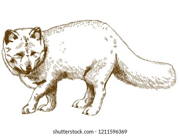 Antique Engraving Drawing Illustration Of Arctic Fox Isolated On White Background