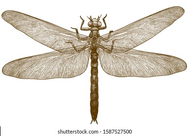 Antique Engraving Drawing Illustration Of Dragonfly Meganeura Isolated On White Background