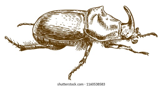 beetle illustration