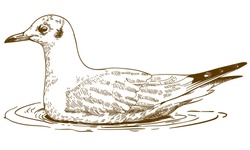 Antique Engraving Illustration Of Black-headed Gull Isolated On White Background