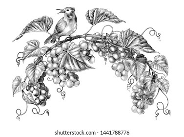Antique engraving illustration of grapes twig with little bird black and white clip art isolated on white background