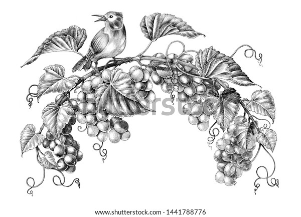 Illustration De Gravure Ancienne De Raisin Illustration De Stock