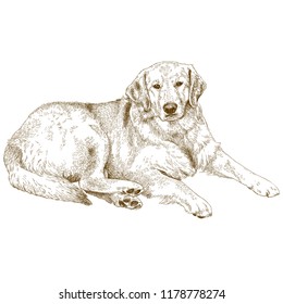 Antique Engraving Illustration Of Labrador Or Golden Retriever Isolated On White Background