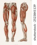 An antique illustration of the muscles of the legs and feet, Hand Atlas Der Anatomie Des Menschen (1864) by Carl Ernst Bock (1809-1874). Vintage art leg muscles drawing illustration.