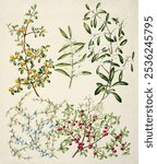 Antique plant Coprosma Acerosa drawn by Sarah Featon (1848-1927). Vintage botanical art plant drawing illustration, Botanical drawing artwork. Old vintage botanical art drawing by Sarah Featon