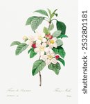 Antique plant drawn by Pierre-Joseph Redoute (1759-1840). White floral plant. Vintage white botanical flower art drawing illustration, old painting art print of white flower.