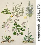 Antique plant drawn by Sarah Featon (1848-1927). Flower sketch illustration. Vintage floral botanical art drawing illustration, old painting art print of floral flower.