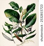 Antique plant Griselinia lucida drawn by Sarah Featon (1848-1927). Flower plant sketch illustration. Vintage floral botanical art drawing illustration, old painting art print of floral flower.