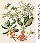 Antique plant Karamu Stinkwood Mingimingi Taupata drawn by Sarah Featon. Vintage floral plant illustration. Vintage botanical floral artwork. Vintage botanical floral artwork illustration