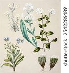 Antique plant Myosotis species - Forget-me-not drawn by Sarah Featon (1848-1927). Vintage antique botanical plant drawing artwork by Sarah Featon. Vintage plant Art Deco illustration. 