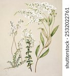 Antique plant Veronica drawn by Sarah Featon (1848-1927).  White floral plant. Vintage white botanical flower art drawing illustration, old painting art print of white flower.