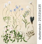 Antique plant Wahlenbergia congesta Wahlenbergia rupestris Lobelia anceps Pratia angulata Forstera sedifolia Selleria radicans. Vintage art drawing illustration, old painting art print.