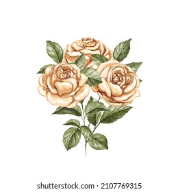 Antique vintage orange blossom roses and leaves isolated on white background. Watercolor hand drawn illustration sketch