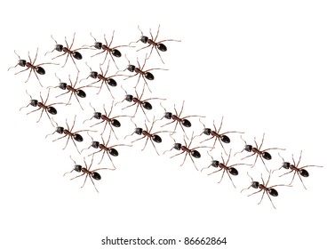 Ants walk in a arrow in strict discipline