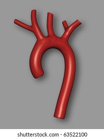 Aorta, Healthy Aortic Arch