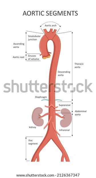 Aortic Segments. Diagrams depicting the\
ascending aorta and an overview of the\
aorta.