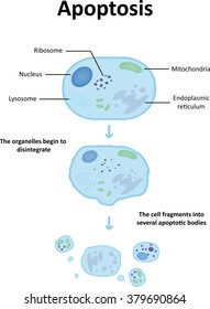 Apoptosis Diagram