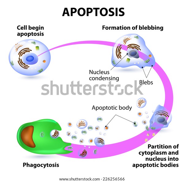 Apoptosis Process Programmed Cell Death Stock Illustration 226256566