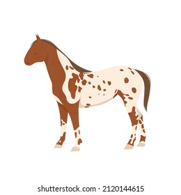 an Appaloosa horse of beige-red color with spots and a dark brown mane stands half a turn on a white background