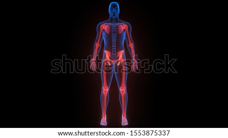 Appendicular Skeleton of Human Skeleton Anatomy X-ray 3D rendering 