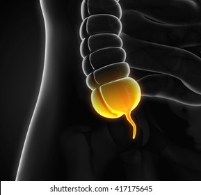 Appendix Pain Illustration. 3D Rendering