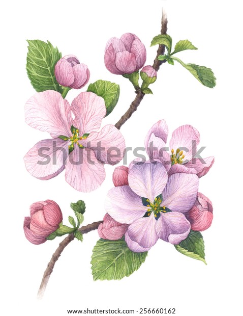 リンゴの花 のイラスト素材 Shutterstock