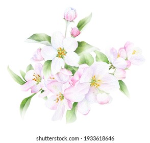 リンゴの花の枝 桜の花 桜 ビンテージ水彩植物イラスト のイラスト素材 Shutterstock