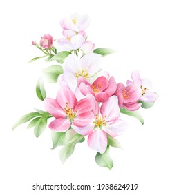 白い背景に手描きの水彩で リンゴの花と花 芽 葉 水彩イラスト リンゴの花 花柄 のイラスト素材 Shutterstock