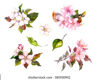 Apple blossom, cherry flowers (sakura). Watercolor set of spring flowers