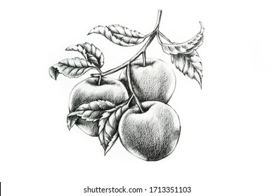 Apple branch with leaves hand draw illustration, Botanical art