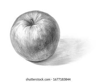 Apple pencil sketch on white background. Shaded black and white pencil drawing illustration. Concept of light and shade in a drawing for art students. Highlight, mid tone, core shadow, reflected light