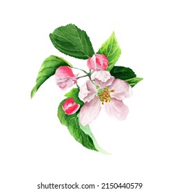 Apple Tree Blooming Branch. Watercolor Illustration. Hand Drawing. Isolated On White Background. Floral Element For Greeting Cards, Invitations, Clip Art.