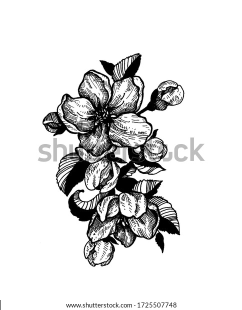 Apple Tree Flowers Tattoo Leaves Buds Stock Illustration