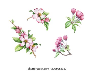 リンゴの木のピンクの花と葉セット 水彩花柄のイラスト 手描きのばねエレメントコレクション リンゴの花びら 緑の葉 芽の接写 白い背景に分離型 のイラスト素材 Shutterstock