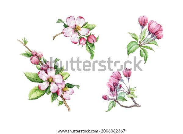 リンゴの木のピンクの花と葉セット 水彩花柄のイラスト 手描きのばねエレメントコレクション リンゴの花びら 緑の葉 芽の接写 白い背景に分離型 のイラスト素材