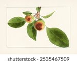 Apples (Malus Domestica) (1911) by James Marion Shull. Vintage apple fruit branch watercolor illustration, art drawing, old watercolor illustration, apple fruit branch art print.