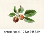 Apples (Malus Domestica) (1911) by James Marion Shull. Vintage apple fruit branch watercolor illustration, art drawing, old watercolor illustration, apple fruit branch art print.