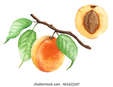 Apricot Branch Painted With Watercolor