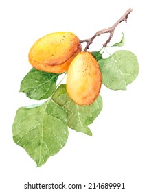 Apricot Fruit. Watercolor Picture