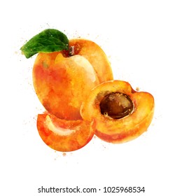 Apricot On White Background. Watercolor Illustration