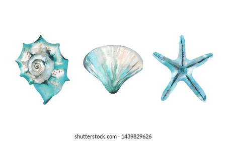 アクアマリンの海の生き物セット 貝類とヒトデ 白い背景に水彩イラスト のイラスト素材 Shutterstock