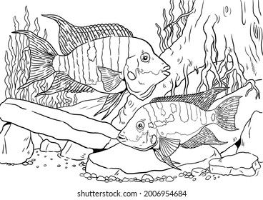 177 Firemouth Cichlid Images, Stock Photos & Vectors | Shutterstock