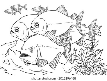 Aquarium Piranhas Coloring Predatory Fish Piranha Stock Illustration ...