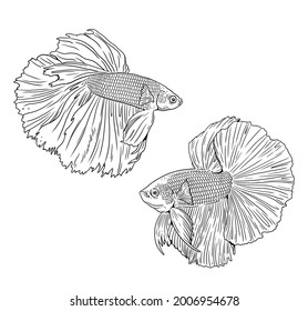 314 Betta fish couple Images, Stock Photos & Vectors | Shutterstock