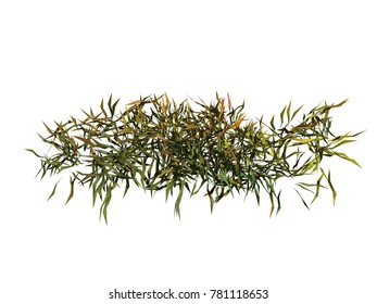 aquatic plants 3D rendering