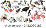 Aquatic and waterfowl Birds collection. Duck, flamingo, seagull, heron, ibis, goose, swan, penguin in different poses. Set of animals watercolor illustration isolated on white background.