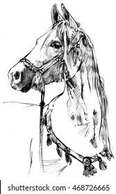 ARABIAN HORSE - Drawing