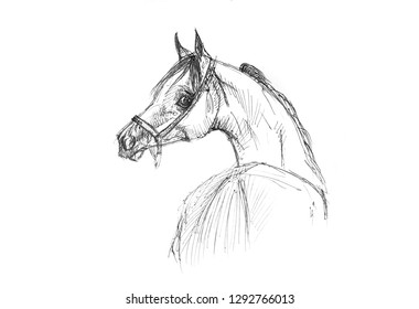 realistic arabian horse coloring pages