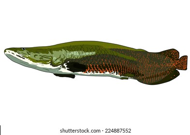 Arapaima Pirarucu